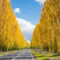 Why Marysville Is the Best Place to See Autumn Leaves