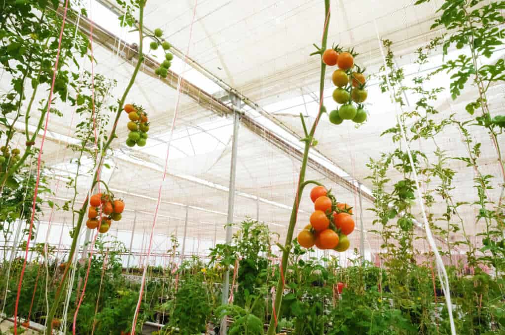 Tomatoes growing on a vine inside the greenhouse at Gateway in Coldstream, Victoria.